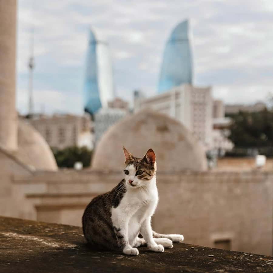 Baku City Tour: Explore the Heart of Azerbaijan - Walking the Caspian shore on Baku Boulevard
