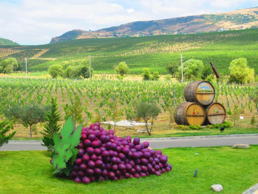 Baku: Organic Winery Tour in Shamakhi with Local Lunch - Walking through the vineyards