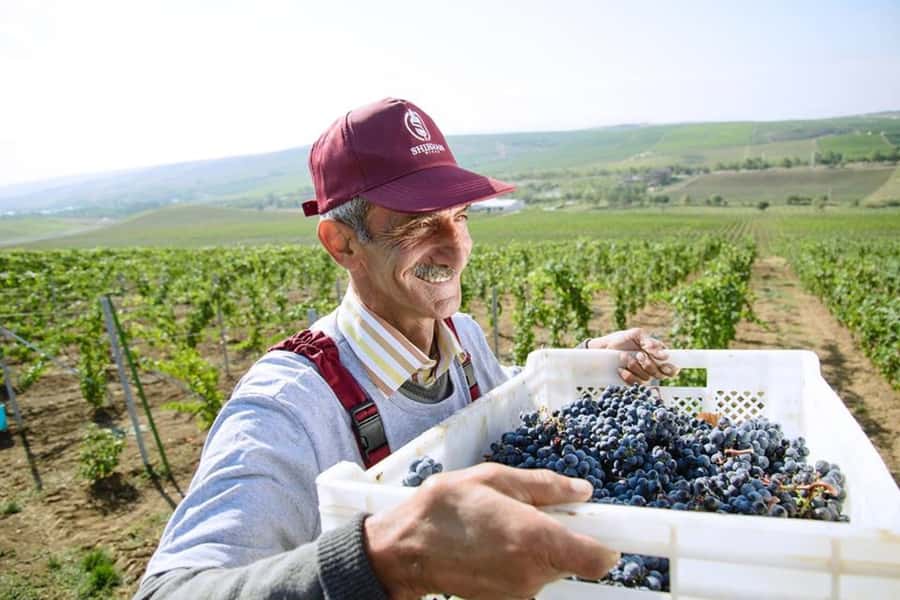 Baku: Organic Winery Tour in Shamakhi with Local Lunch - Inside the 2018 winery and cellar