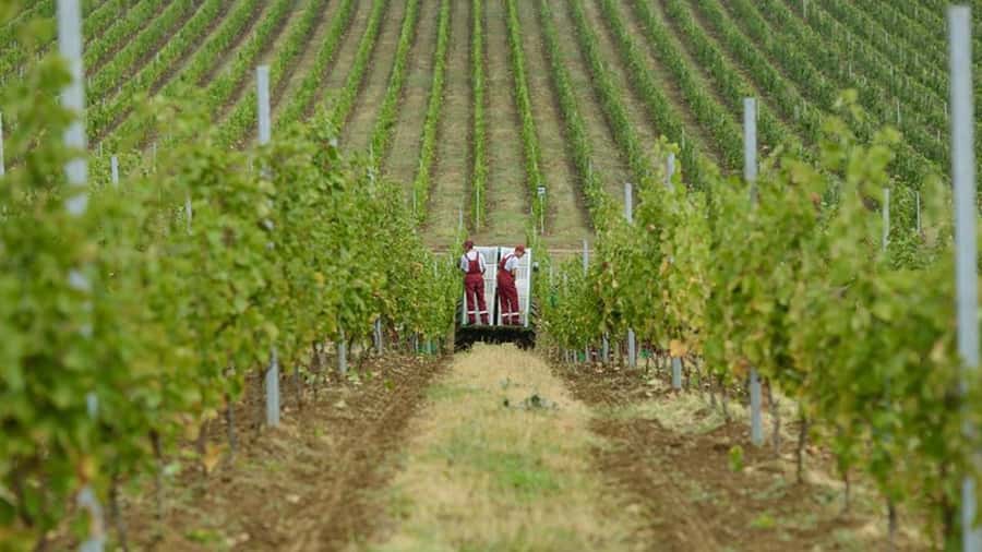 Baku: Organic Winery Tour in Shamakhi with Local Lunch - Why Shamakhi matters for Azerbaijan wine