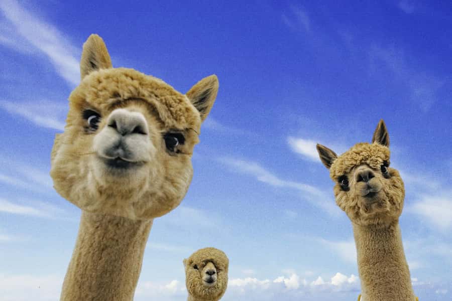 From Baku: Shamakhi City and Alpaca Farm Tour - Key points to know before booking