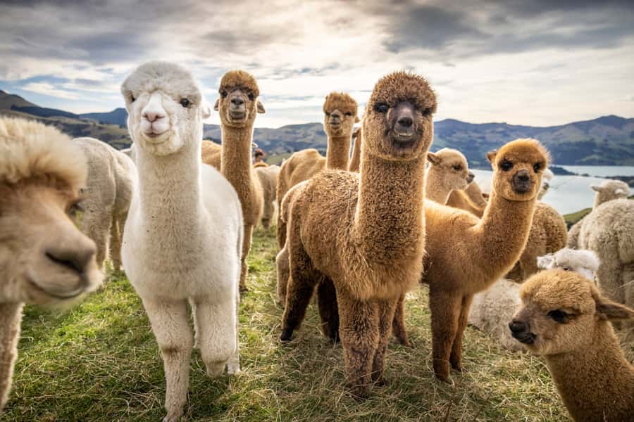 From Baku: Shamakhi City and Alpaca Farm Tour - The Diribaba Mausoleum and Shamakhi’s past