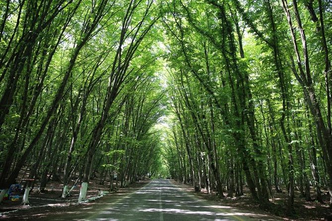 Guba+Khinaligh Day Trip - The tree tunnel at Qechresh Forest