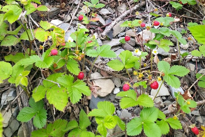 Horseback Riding in Azerbaijan - Spring water, forest herbs, and the picnic stop
