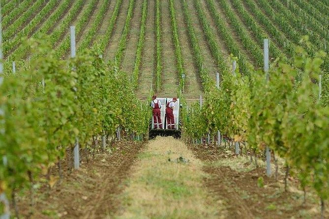 Organic Wine Tour Shamakhi with Local Lunch - Why Shamakhi makes a good wine day from Baku
