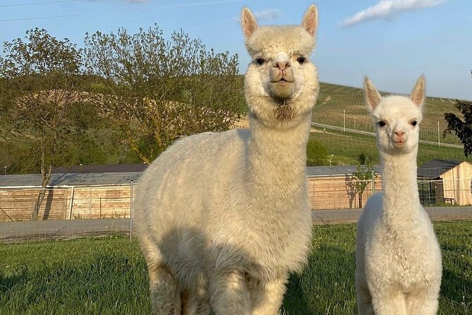 Shamakhi Alpaca Private Tour - Meeting the alpacas at Alpaca Azerbaijan