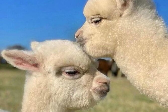 Shamakhi Alpaca Private Tour - Is $179.90 per person good value?
