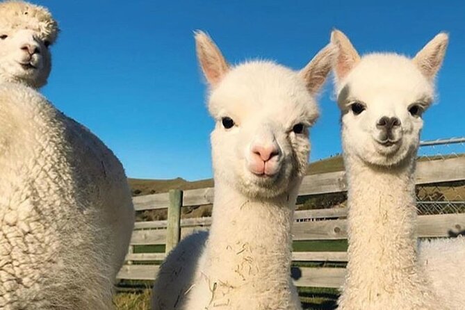 Shamakhi Alpaca Private Tour - A fair look at the drawbacks