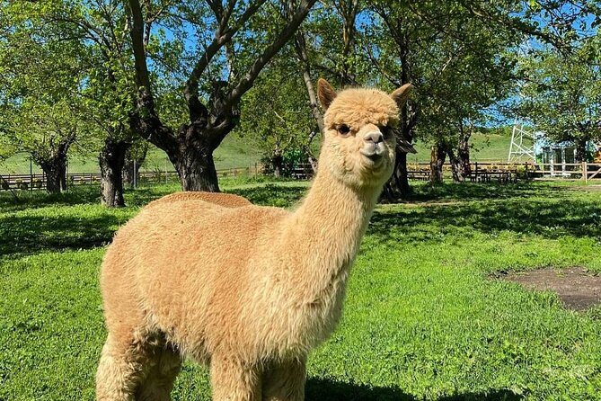 Shamakhi Alpaca Private Tour - What the private format changes