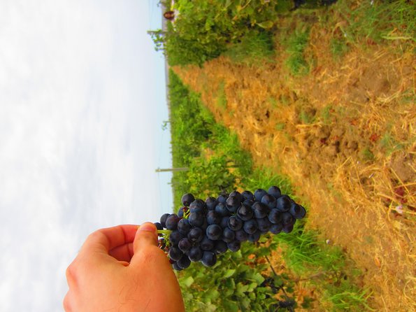 Wine Tour Baku - Walking through the winery and vineyards