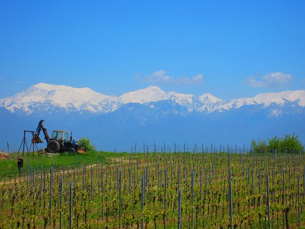 Wine Tour Qabala with Local Lunch - Key points at a glance